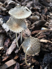 Setulosi