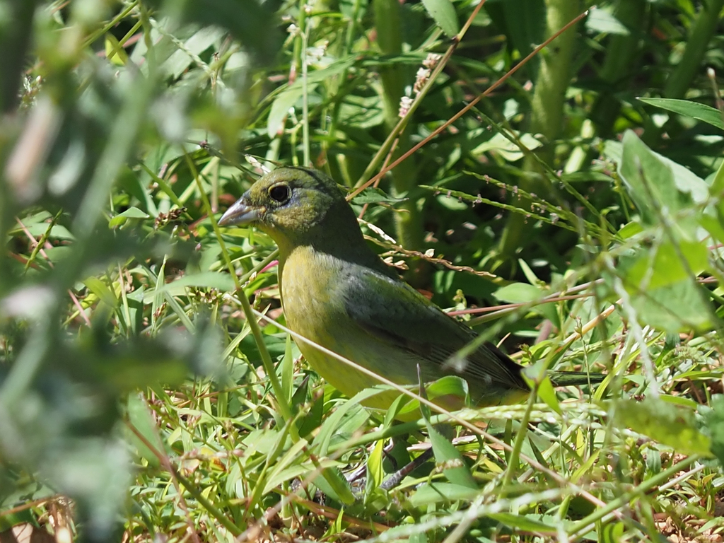 Painted Bunting From Mueller Austin TX USA On May 01 2023 At 11 10   Large 