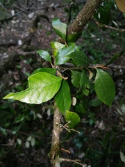 Trichocladus ellipticus