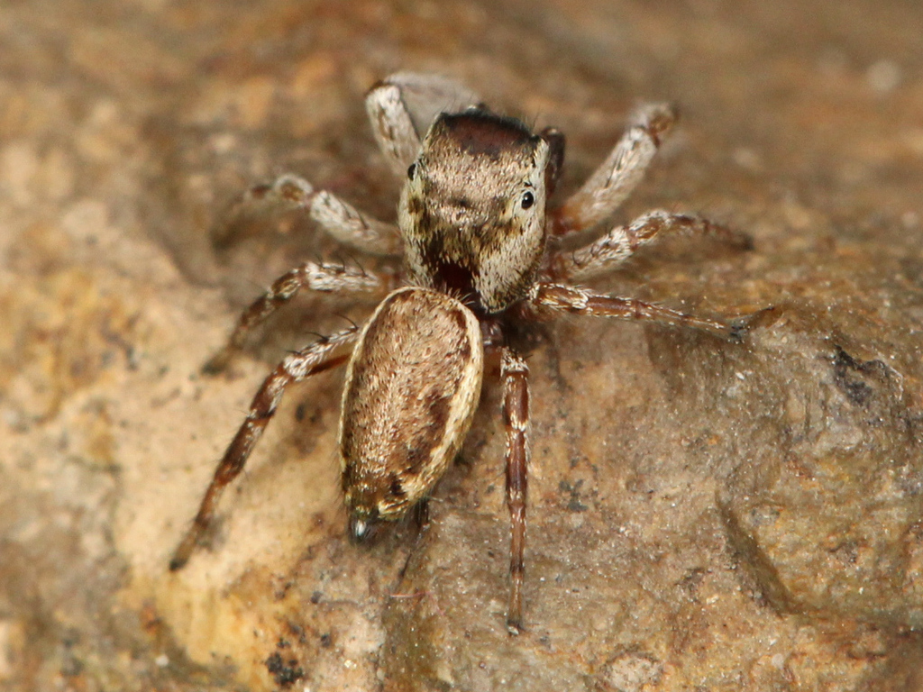 Big-headed White-cheeked Jumping Spider
