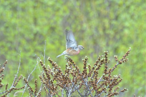 Eurasian Linnet, 9166 Schiermonnikoog, Niederlande, photo 6 of 10