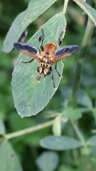 Galactomyia