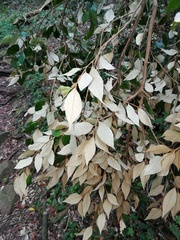 Trichocladus ellipticus