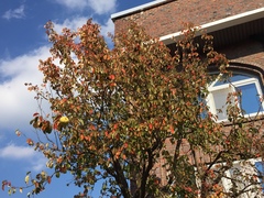 Pseudocydonia sinensis