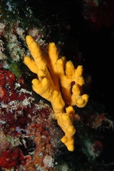 Axinella verrucosa