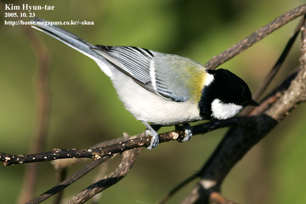Parus cinereus cinereus