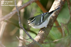 Phylloscopus inornatus