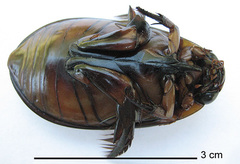 Cybistrinae