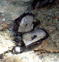 Pterioidea