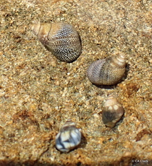 Littoraria pintado