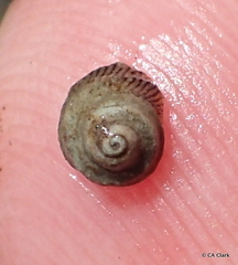 Peasiella