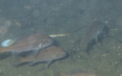 Cheilotrema saturnum