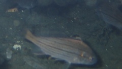 Cheilotrema saturnum