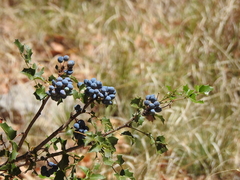Berberis wilcoxii