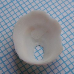 Radiacmea inconspicua