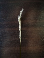 Poaceae