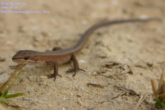 Takydromus wolteri