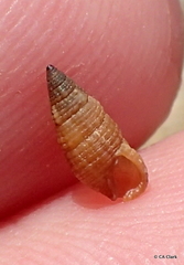 Cerithiidae