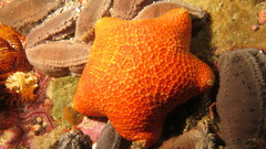 Image of Pteraster capensis