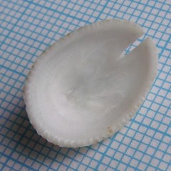 Emarginula striatula