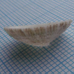 Emarginula striatula