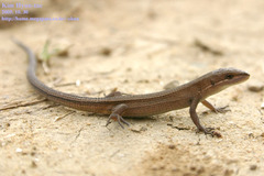 Takydromus wolteri