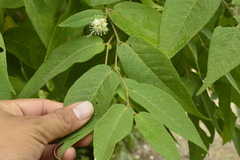 Croton alamosanus