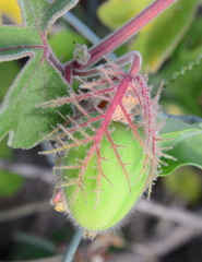 Passiflora pentaschista