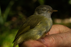 Lowland Tiny Greenbul photo 2