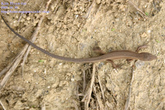 Takydromus wolteri