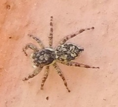 Salticidae