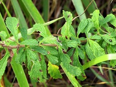 Jamesbrittenia grandiflora image