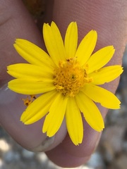 Melampodium sinuatum