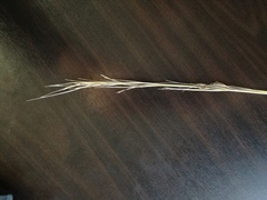 Poaceae