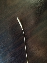 Poaceae