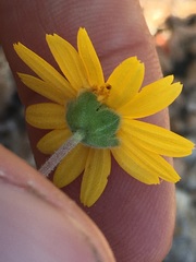 Melampodium sinuatum