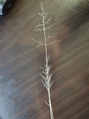 Poaceae