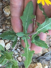 Melampodium sinuatum