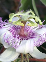 Passiflora pentaschista