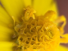 Melampodium sinuatum