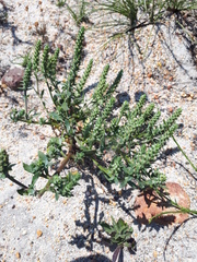 Chenopodiopsis retrorsa