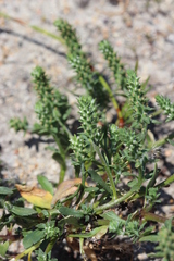 Chenopodiopsis retrorsa