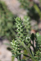 Chenopodiopsis retrorsa