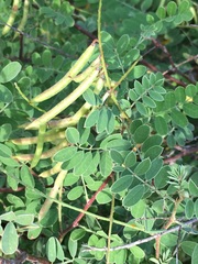 Indigofera fruticosa