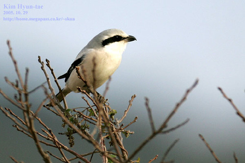 Chinese Grey Shrike (Lanius sphenocercus), photo 7