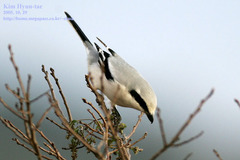 Lanius sphenocercus