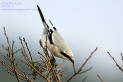 Lanius sphenocercus