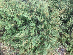 Indigofera fruticosa