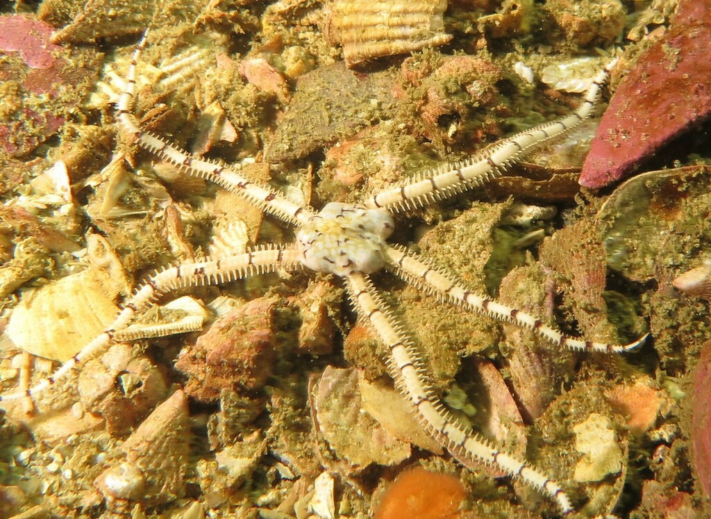 Ophionereis dubia