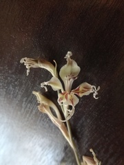 Gladiolus permeabilis edulis